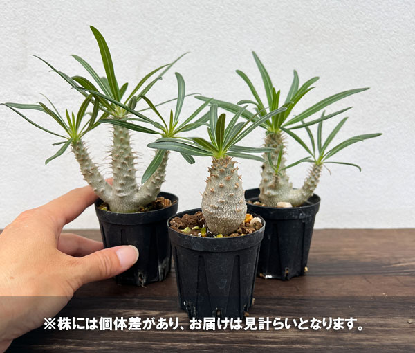 園芸ネット本店｜パキポディウム：グラキリス 特選実生株 2号ポット の