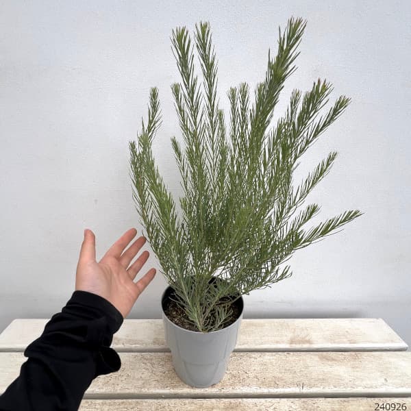 園芸ネット本店｜ユーカリ：フォーマニー5号鉢植え の通販【公式】