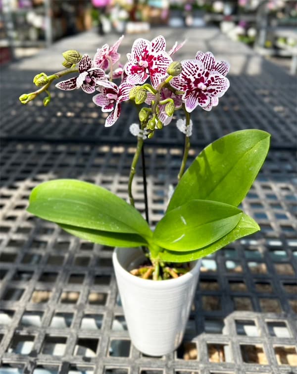 園芸ネット本店｜ミディコチョウラン：ココ2本立ち4号陶器鉢植え の