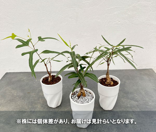 園芸ネット本店｜ブラキキトン（ボトルツリー）：ポプルネウス 細葉系