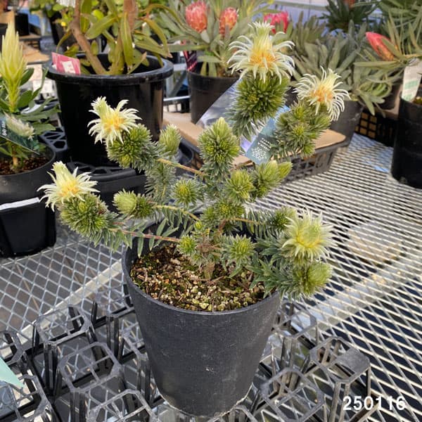 園芸ネット本店｜[ザ・ファームセレクト]フィリカ プベッセンス