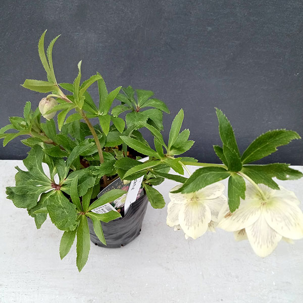 園芸ネット本店｜曽田園芸さんのクリスマスローズ：24-07フレグランス