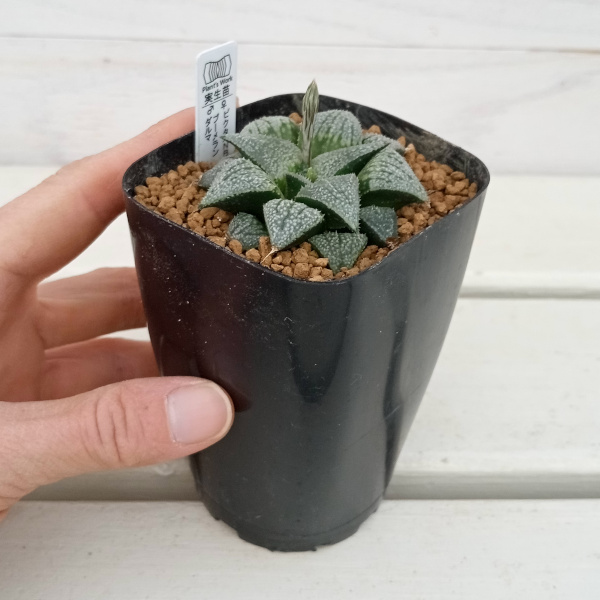 園芸ネット本店｜ハオルチア：ピクタ(NBL)×ブーメランダルマ 2.5号角