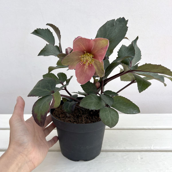 園芸ネット本店｜クリスマスローズ（原種交配）：*HGCピンクフロスト