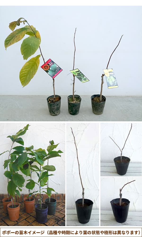 園芸ネット本店｜ポポー：マンゴー（接木苗） 5号ポット の通販【公式】