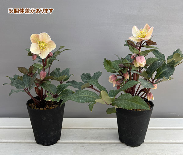 園芸ネット本店｜クリスマスローズ（原種交配）：*HGCシューティング