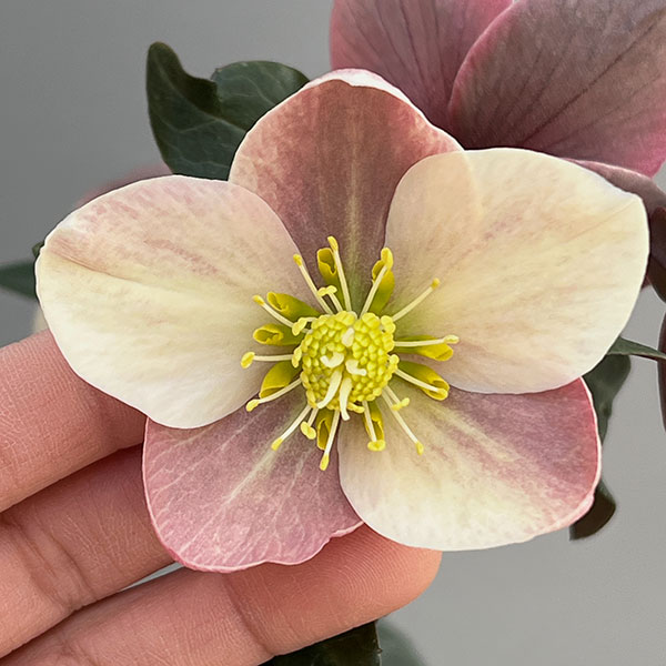 園芸ネット本店｜クリスマスローズ（原種交配）：*HGCモンテクリスト