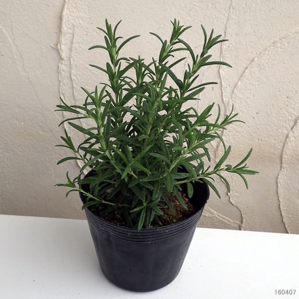 園芸ネット本店｜ローズマリー（立性）：レックス4号2株セット の通販