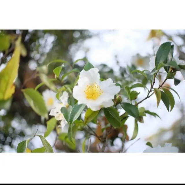 インスタ映え！！フォトジェニック！25mm F1.8 単焦点レンズ 美品！の