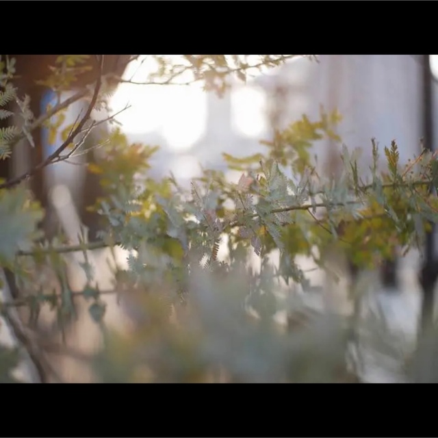 インスタ映え！！フォトジェニック！25mm F1.8 単焦点レンズ 美品！の