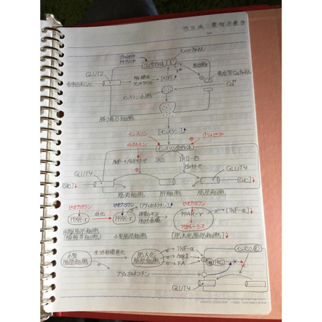 医療系学科定期試験、国家試験対策シリーズ【薬物治療学】まとめノート