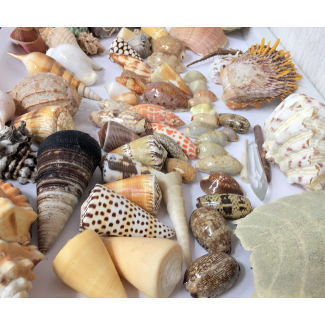 天然◇貝殻◇シエル◇観賞用◇大小72点◇レア貝あり◇海外◇土産品の