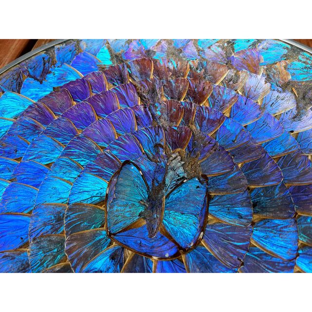 セール中‼️蝶の羽◇標本◇壁掛け◇巨大◇ブルー🦋◇モルフォ蝶