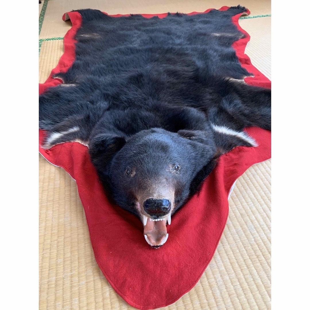 熊 敷物 剥製の通販 by むむ's shop｜ラクマ