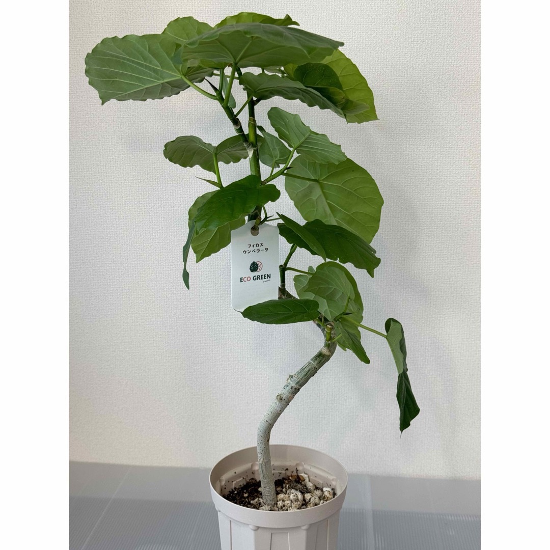 ruku様♡ RUKU RUKU様専用シーグラスアート オーダー RUKU RUKU様専用