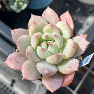 アロエ コンプレッサ シストフィラの通販 by golden88's shop｜ラクマ