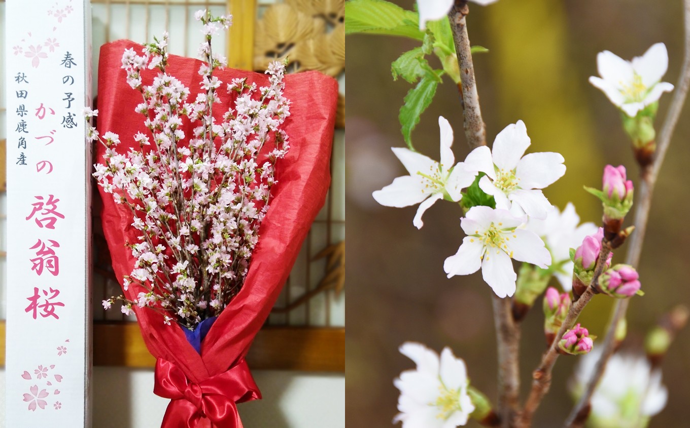 啓翁桜（60～80cm×10本）【さとう農園】生花 花 インテリア 春 冬 花見