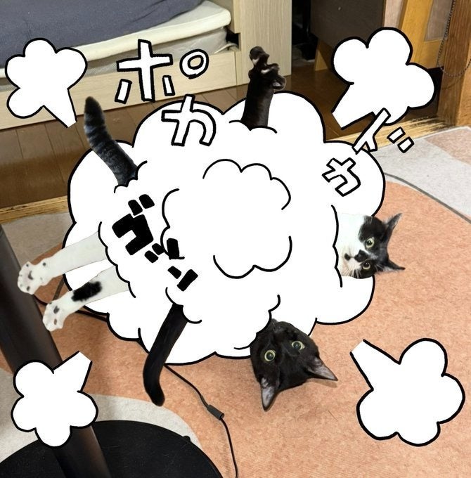 愛猫2匹が「トムとジェリー」みたいに仲良くケンカ。かと思ったら