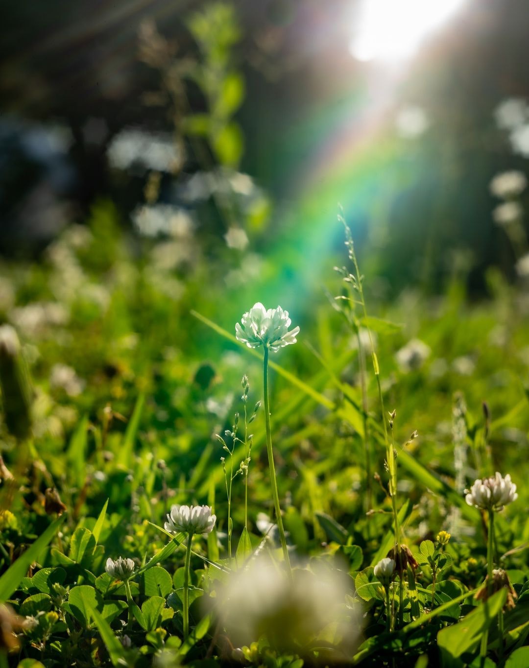 Industar-61L/Z 50mm/f2.8を徹底解説。作例から中古相場まで | ONE