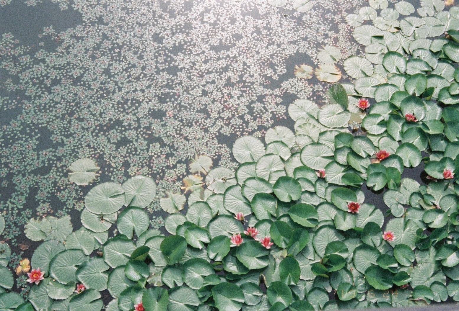 泣きたくなるほど優しく仕上がる「ナチュラクラシカ」を徹底解説。作例