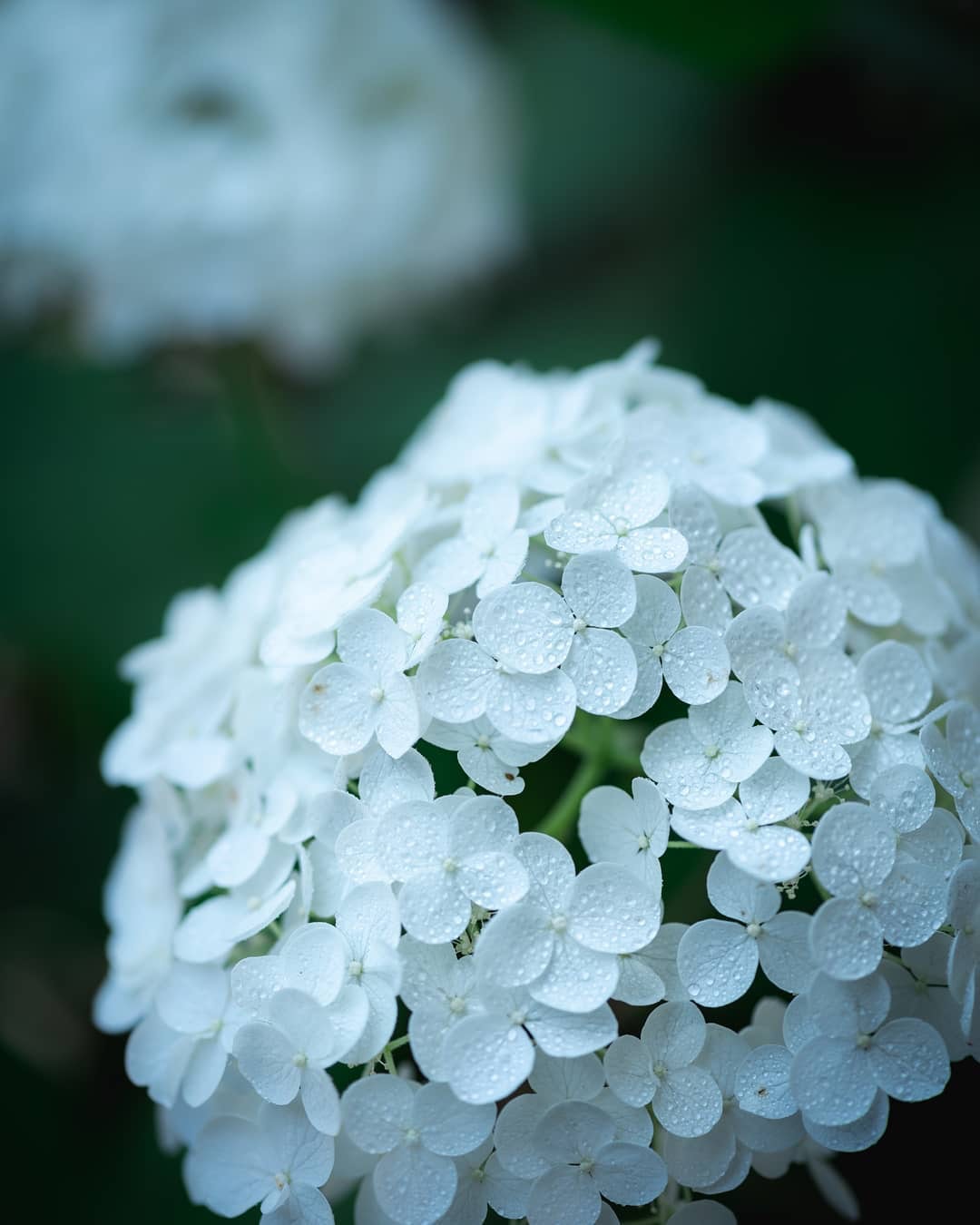 Nikon AF-S VR Micro-Nikkor 105mm f/2.8G IF-EDを徹底解説。作例から