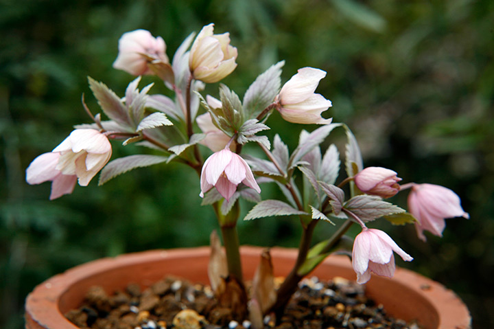 ヘレボルス・チベタヌスの育て方・栽培方法｜植物図鑑｜みんなの趣味の