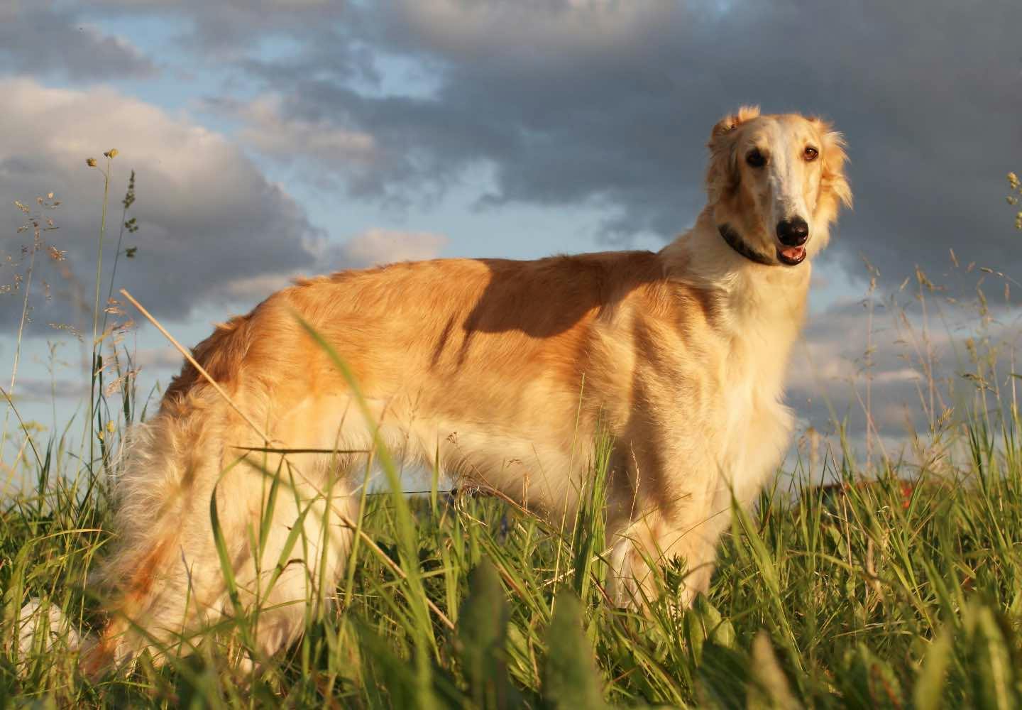 ボルゾイの性格や特徴は？飼い方のコツや寿命、かかりやすい病気
