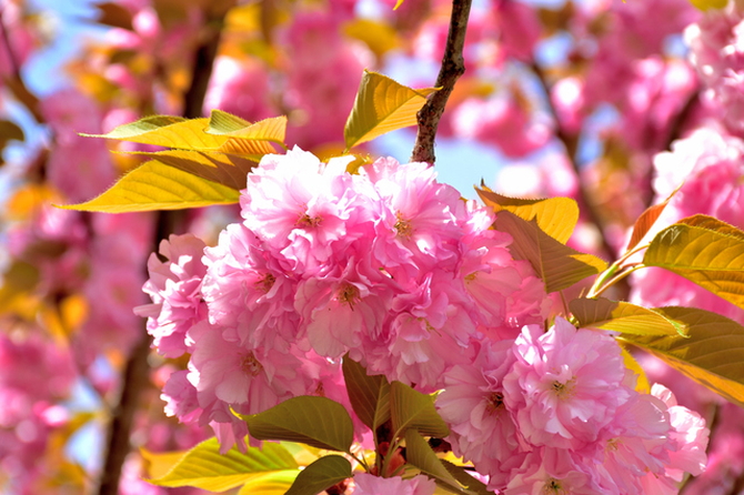 2026】満開の八重桜を楽しめる名所8選！見頃や品種も紹介 ｜じゃらん