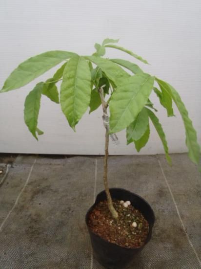 熱帯果樹ホワイトサポテ 接木苗 マックスゴールデン - 植物と雑貨の