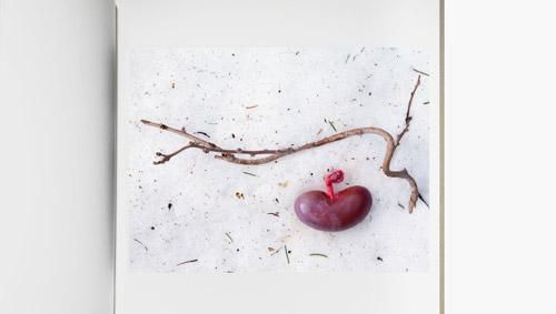 石川竜一: いのちのうちがわ