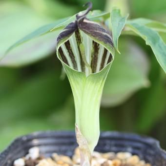 yoranda ホロテンナンショウ 開花見込み球×2 ホロテンナンショウ - 山