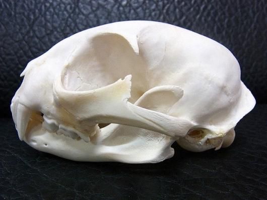 即納☆ 高品質！ボブキャットの頭骨 A - 頭骨・骨格標本・剥製販売