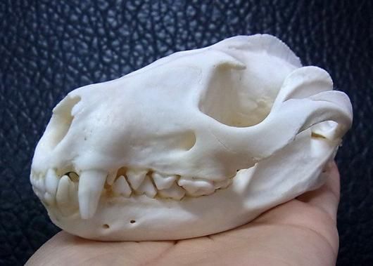 即納 ☆ パームシベット（Asian palm civet）♂ 頭骨（老成個体 大）A