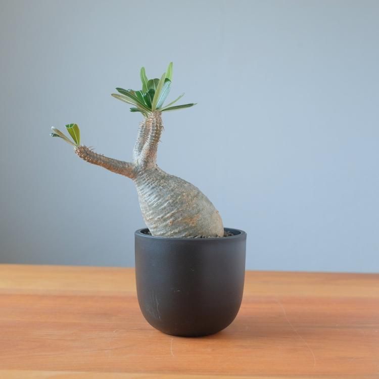 パキポディウム グラキリス 現地球 5 - 観葉植物・生花・ドライ