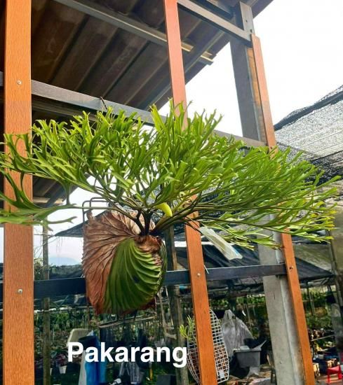 現品】ビカクシダ・リドレイ・パカーラン（パカラン） Platycerium