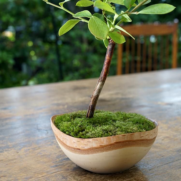 北海道の白樺を丸ごと使った盆栽鉢です。