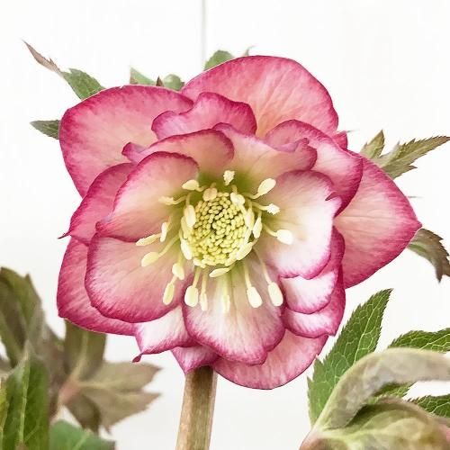 クリスマスローズ 大苗 ダブル レッド系 リバーシブル 8～9年生苗 現品