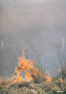 川内倫子： あめつち