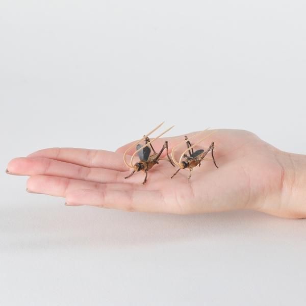 虫篭・虫 - 駿河竹千筋細工 【公式】 駿河竹千筋細工協同組合