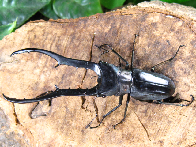 メタリフェルホソアカクワガタブルー - 昆虫・クワガタ販売・外国産