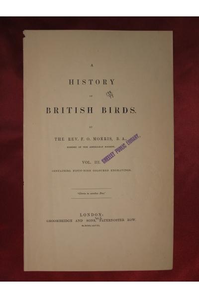 F・O・モリス,博物画,鳥,イソヒヨドリ