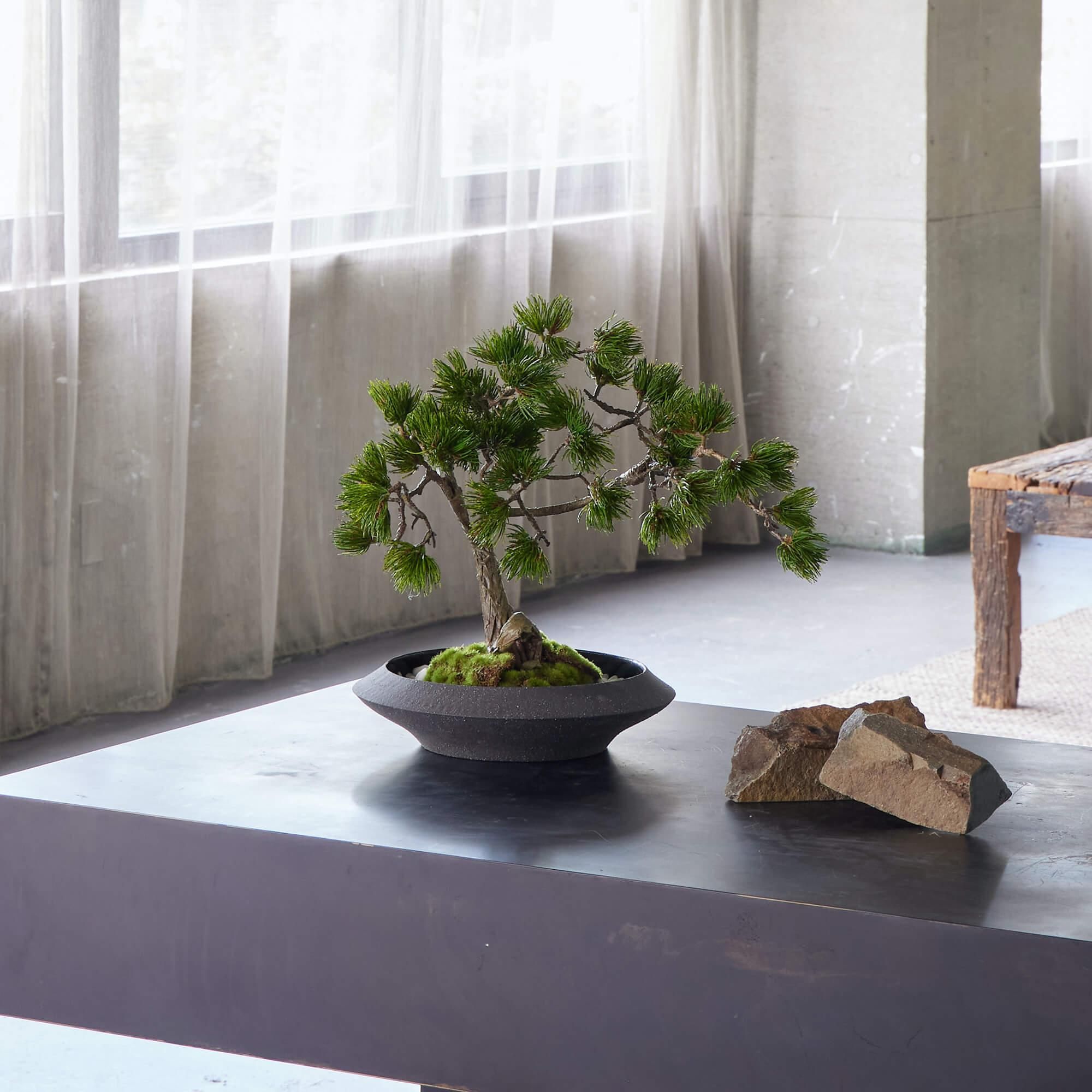 松 平皿 フェイク盆栽 カップボン | 造花専門店プリマ