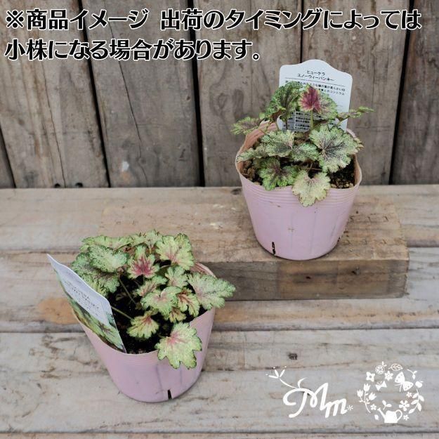 珍しい品種】ヒューケラ(ツボサンゴ)：スノーウィーパンキー10.5