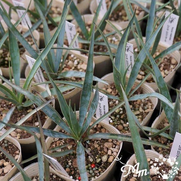 ユッカの苗の商品一覧をみる