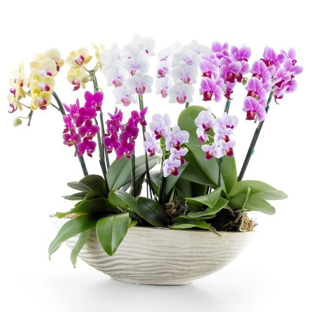 ミニ胡蝶蘭 寄せ植え 10本立ち(ゴールド舟形鉢)サムライフラワー