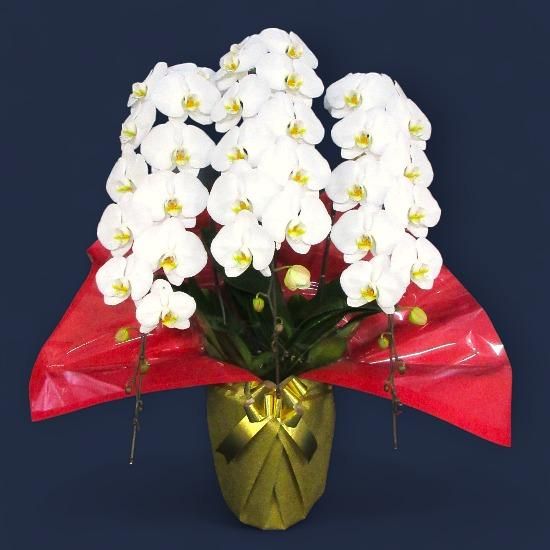 大輪胡蝶蘭 白 3本立 36～41輪 - 胡蝶蘭専門店 Lian