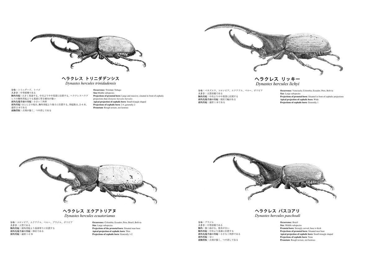 ヘラクレスオオカブト 亜種図鑑 第1版