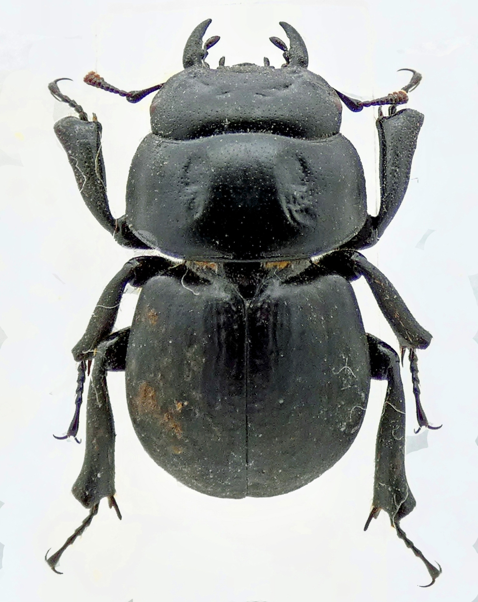 Kauai Flightless Stag Beetle (Apterocyclus honoluluensis