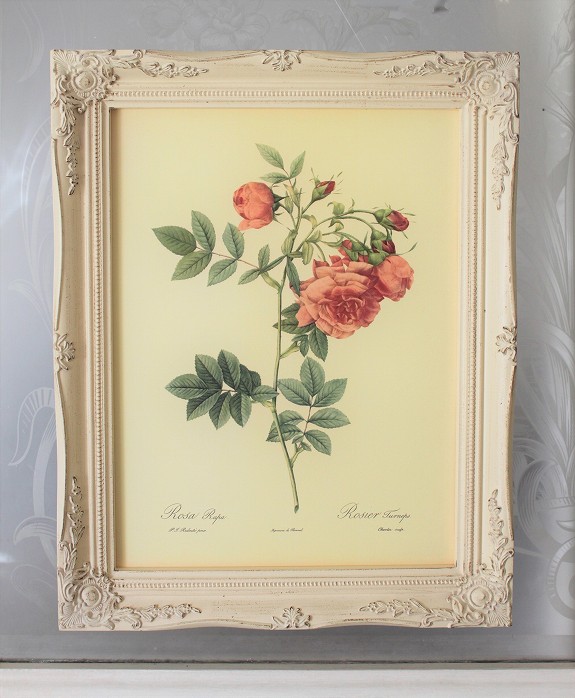 ピエール・ジョセフ・ルドゥーテの薔薇（ルドゥーテローズ）のフレンチ