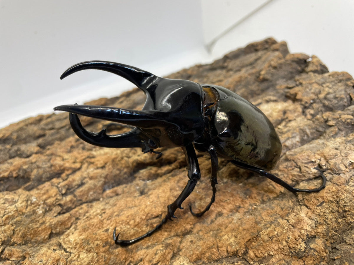 外国産大型カブト系 – INSECT SHOP KMY
